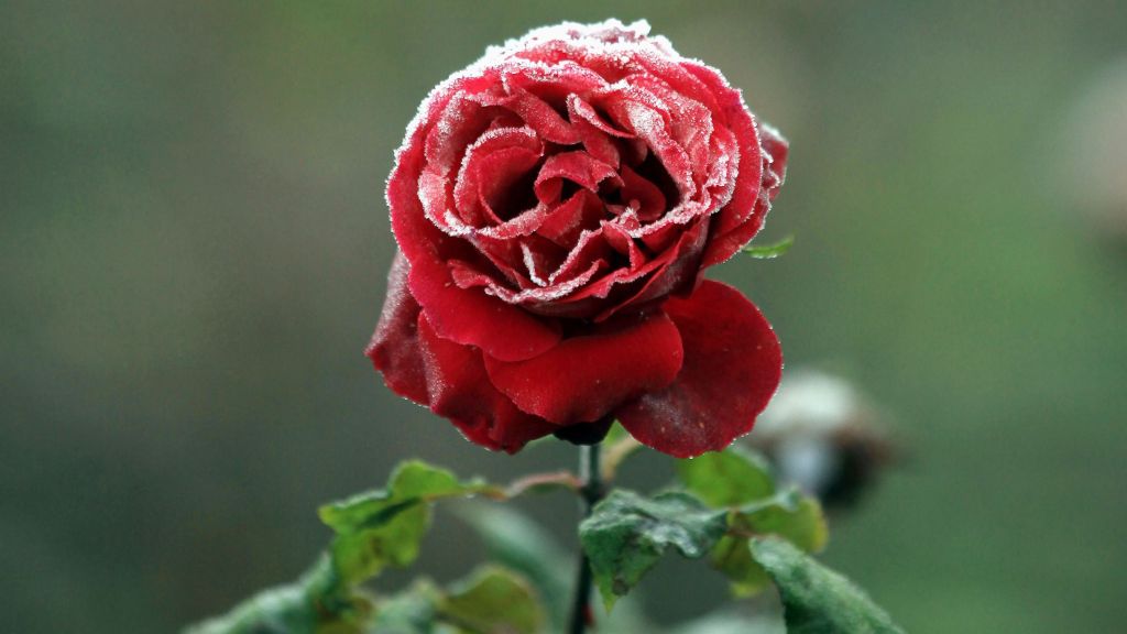 Красная Роза, Замороженная, HD, 2K