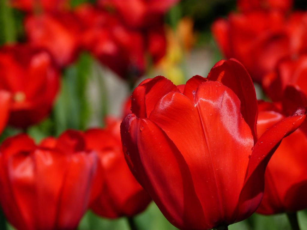 Красные Тюльпаны, Весна, Макро, HD, 2K, 4K