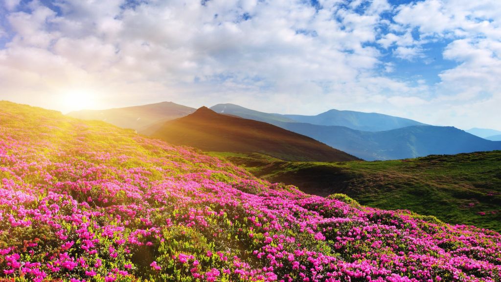 Цветы Рододендрона, Гора, Лето, Розовый, 4К, HD, 2K, 4K