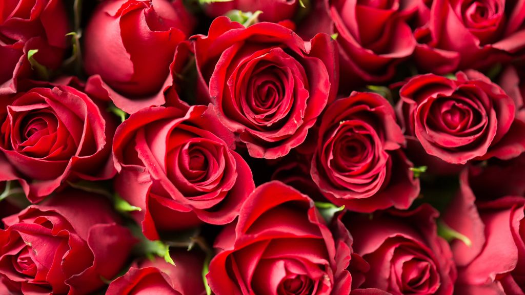 Роза, Flower, Red, HD, 2K, 4K