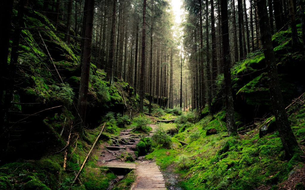 Национальный Парк Саксонская Швейцария, Дневной Свет, Лес, Зеленый, HD, 2K, 4K, 5K