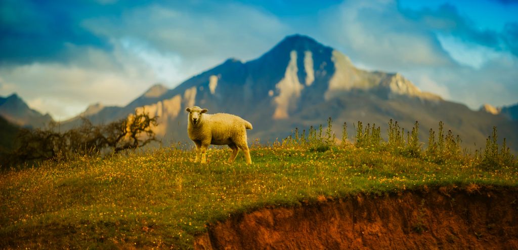 Овцы, Гора, Новая Зеландия, HD, 2K, 4K