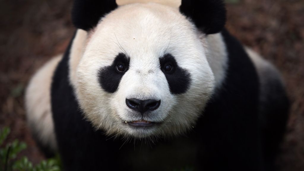 Китайская Панда, Медведи, Китай, Животное, Зоопарк, Черный, Белый, Глаза, Дикие, Природа, HD, 2K, 4K