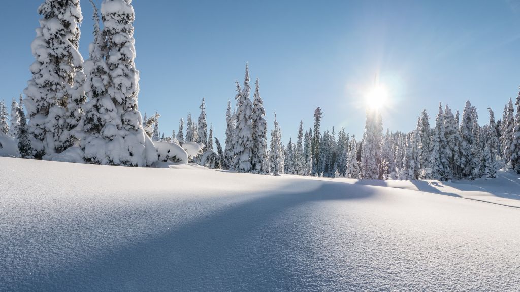 Провинциальный Парк Страткона, Гора Вашингтон, Зима, Сосны, Снег, 4К, HD, 2K, 4K