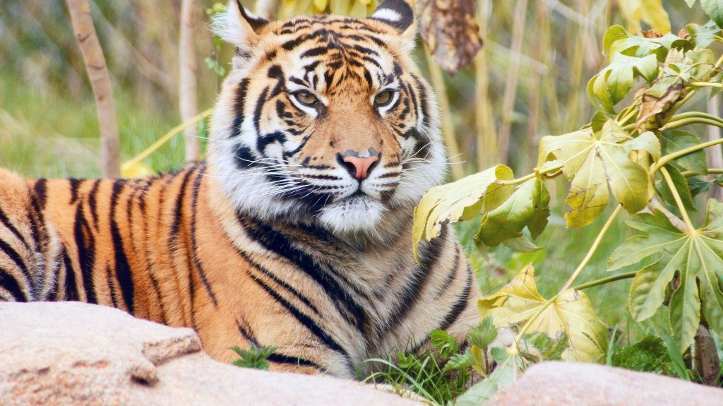 Суматранский Тигр, Крупным Планом, HD, 2K