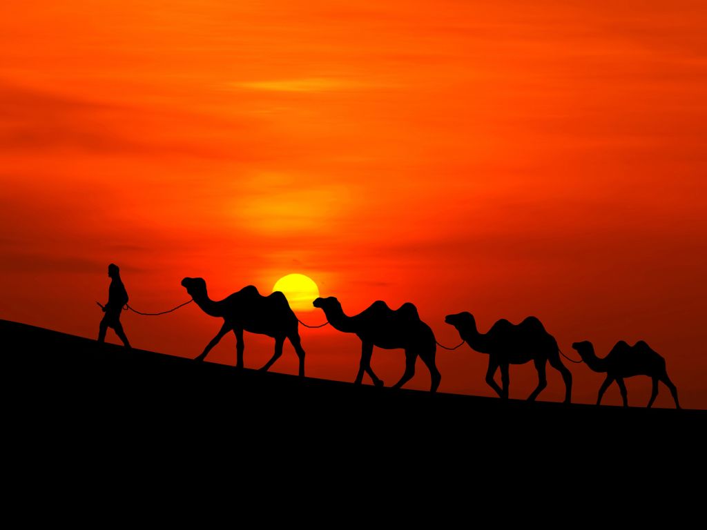 Закат, Пустыни, Верблюды, HD, 2K