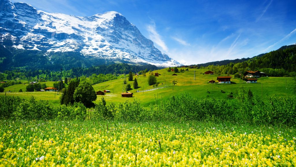 Швейцария, Горы, Луга, Полевые Цветы, HD, 2K, 4K