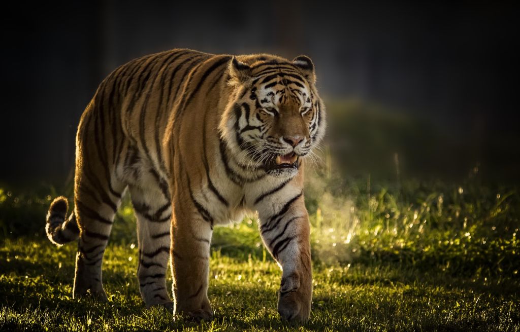 Тигр Владимир, Парк Дикой Природы Йоркшир, HD, 2K, 4K, 5K