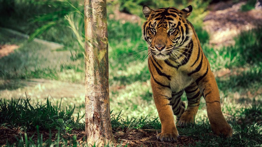 Тигр, Саванна, Милые Животные, HD, 2K