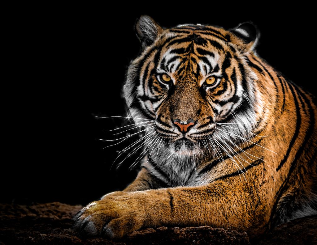 Тигр, Крупный План, Большая Кошка, HD, 2K