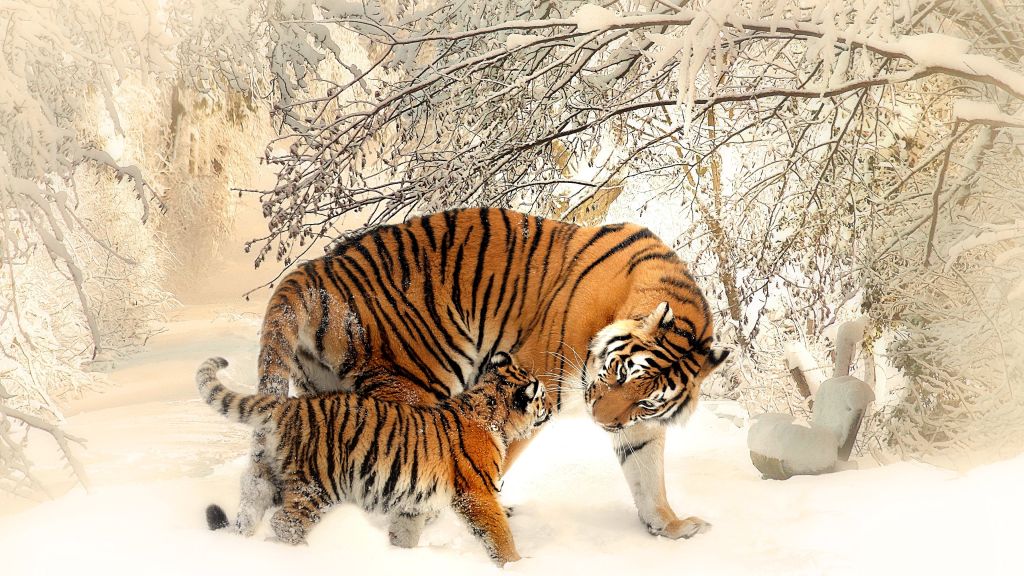 Тигр, Cub, Снег, Зима, HD, 2K, 4K