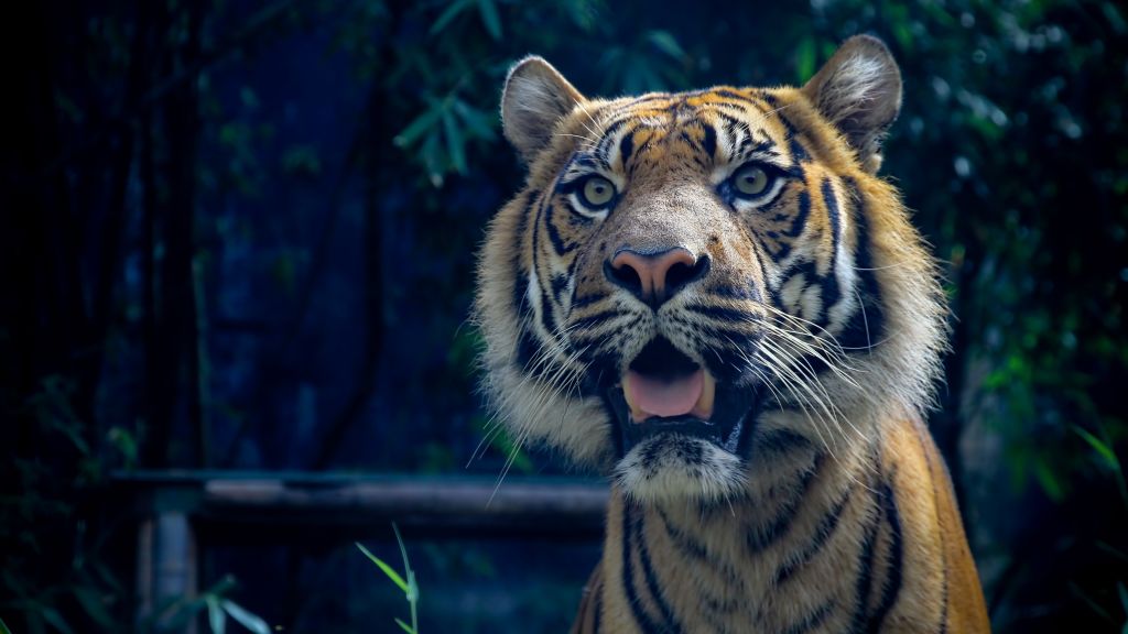Тигр, Суматранский, Удивительные Глаза, Мех, Взгляд, HD, 2K, 4K