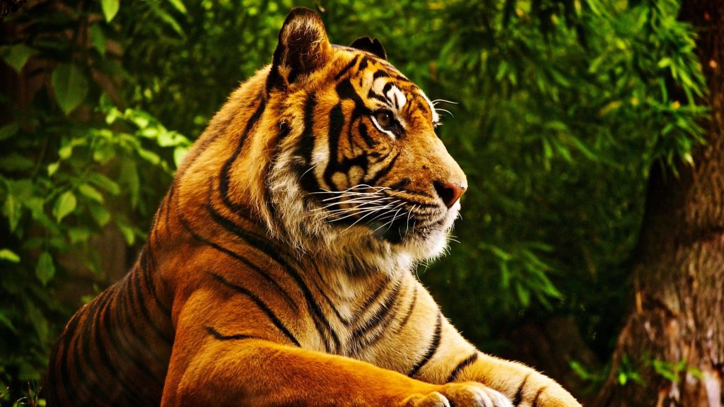 Тигр, Милые Животные, HD, 2K, 4K