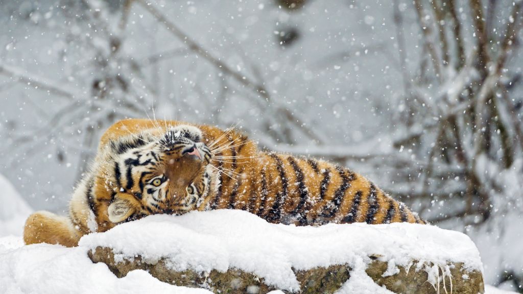 Тигр, Милые Животные, Снег, Зима, HD, 2K, 4K