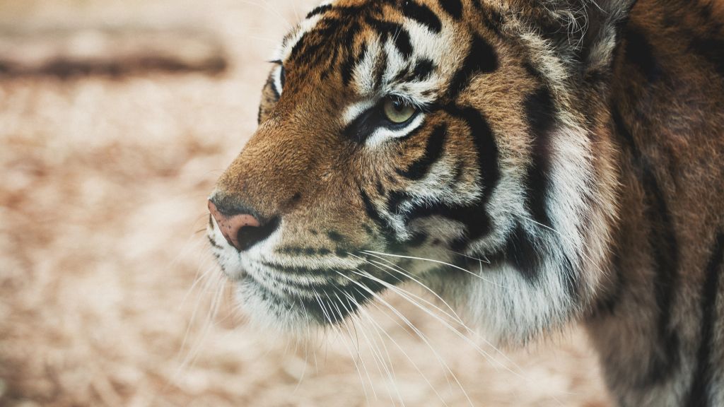 Тигр, Саванна, Взгляд, Милые Животные, HD, 2K, 4K