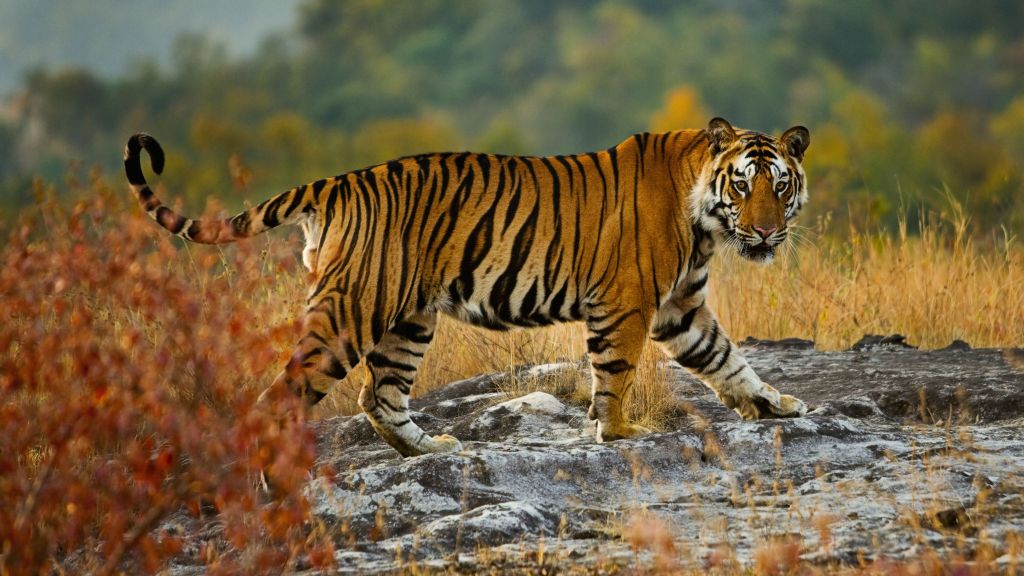 Тигр, Милые Животные, HD, 2K, 4K, 5K