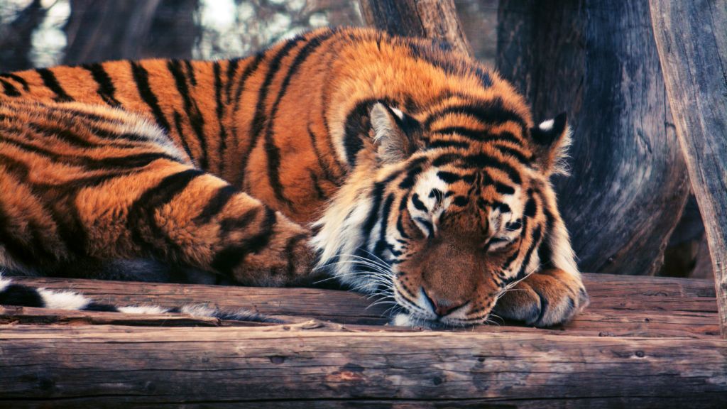 Тигр, Милые Животные, Смешные, HD, 2K, 4K, 5K