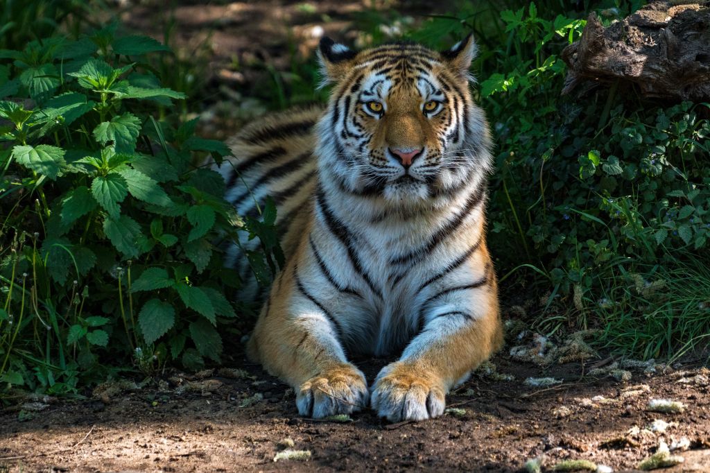 Тигр, Крупный План, Дикая Природа, Зоопарк, HD, 2K, 4K, 5K