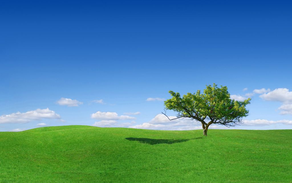 Дерево, Один, Пейзаж, Зеленая Трава, HD, 2K