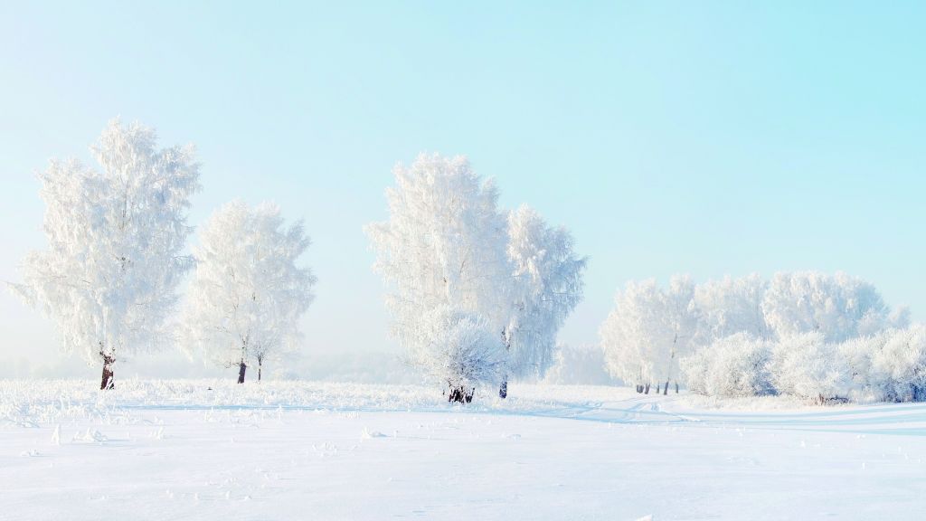 Деревья, Снег, Зима, HD, 2K, 4K