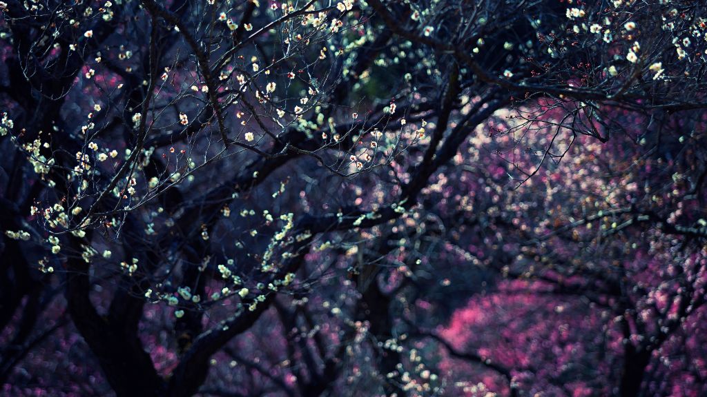 Деревья, Цветение, Весна, HD, 2K, 4K, 5K