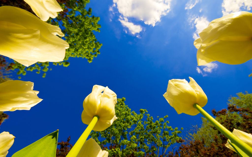 Тюльпаны, Желтый, Небо, Весна, HD, 2K