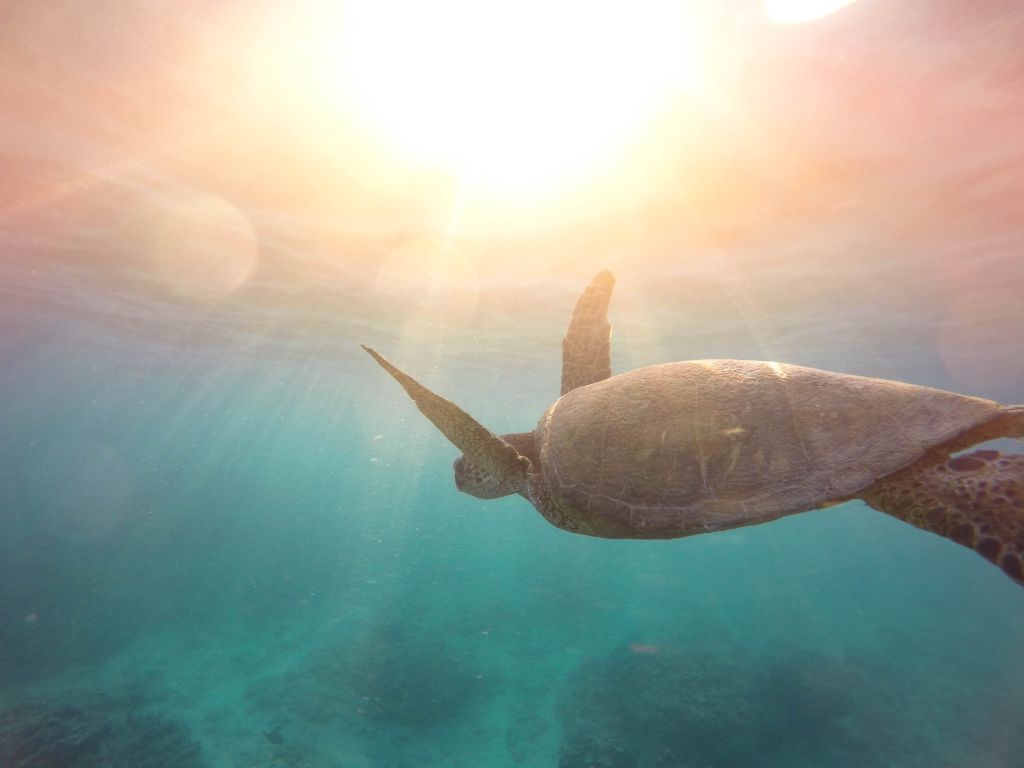 Черепаха, Рептилия, Подводный, Море, Солнечный Свет, HD, 2K, 4K