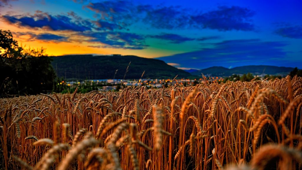 Пшеница, Поле, Закат, Облака, Холмы, HD, 2K, 4K