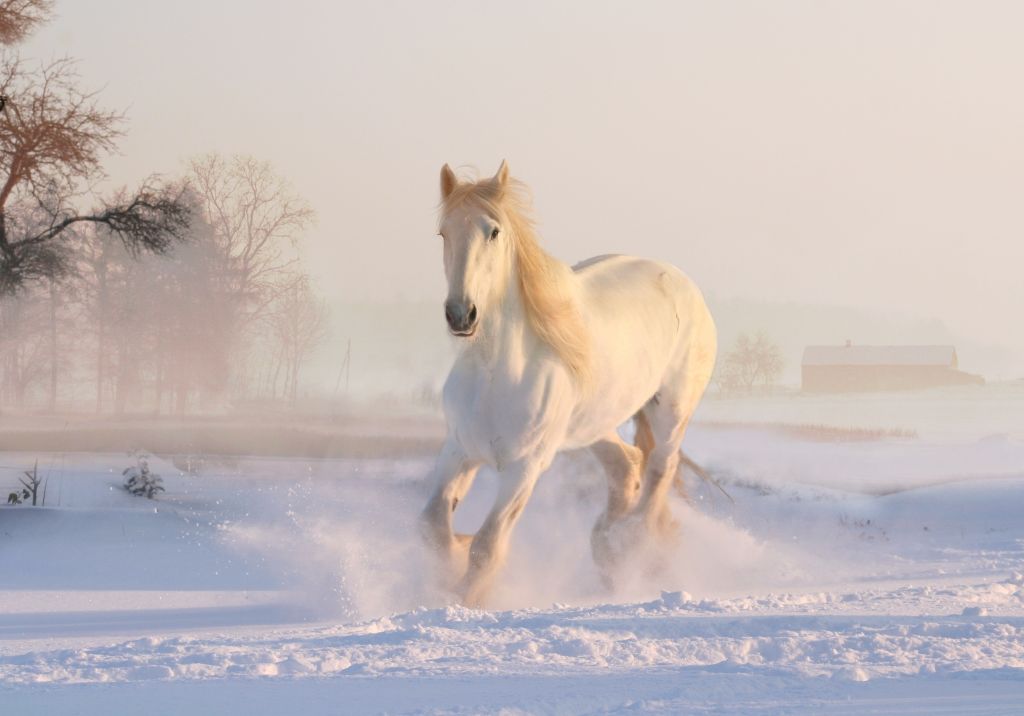 Белая Лошадь, Бегущий Конь, Зима, Снег, HD, 2K, 4K