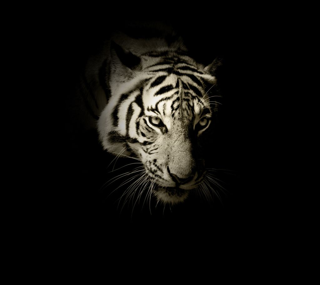 Белый Тигр, Темный, HD, 2K
