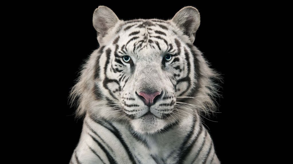 Белый Тигр, Бенгальский Тигр, Белый Бенгальский Тигр, HD, 2K