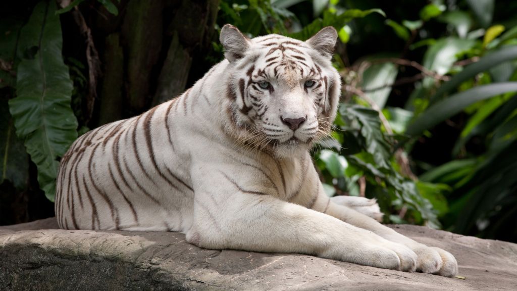 Белый Тигр, Природа, Дикие, Животные, HD, 2K, 4K