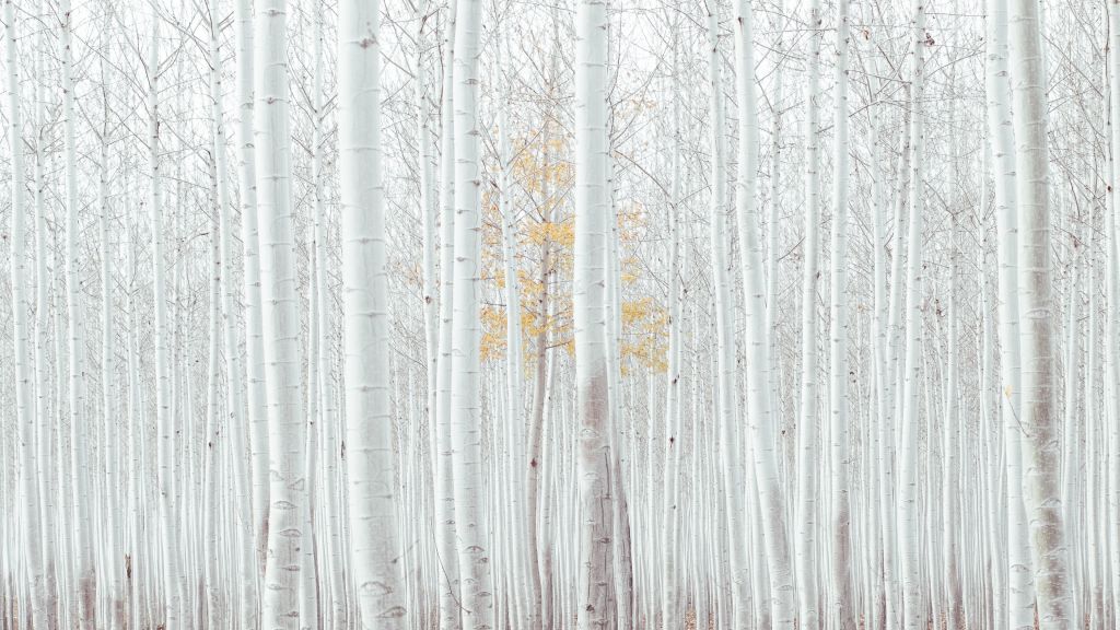 Белый, Деревья, Лес, HD, 2K, 4K