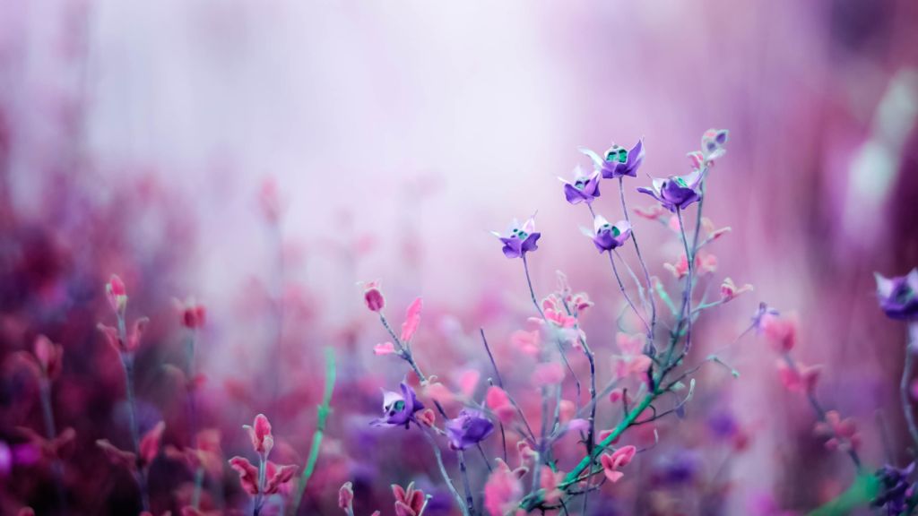 Полевые Цветы, Пурпурный, HD, 2K, 4K