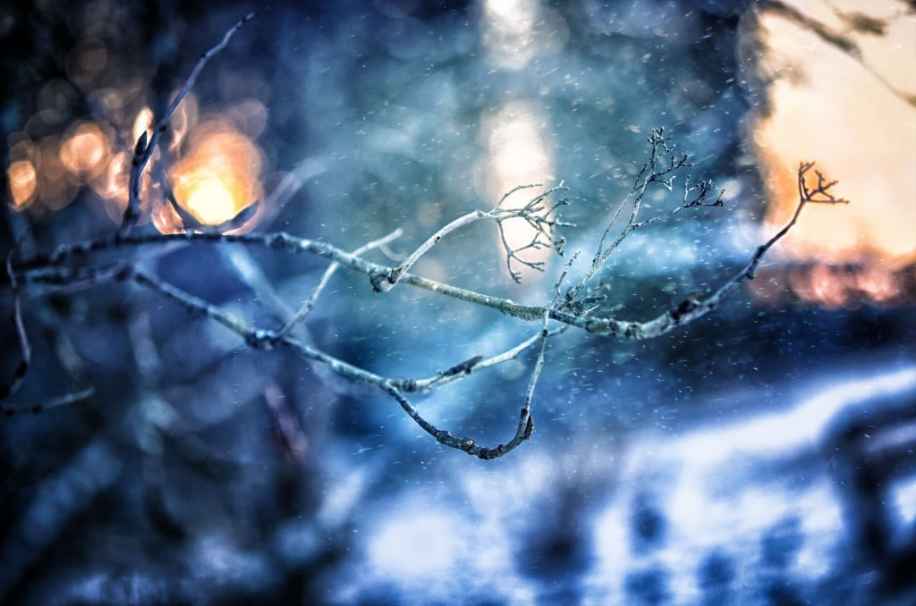 Зима, Заснеженный, Дерево, HD, 2K