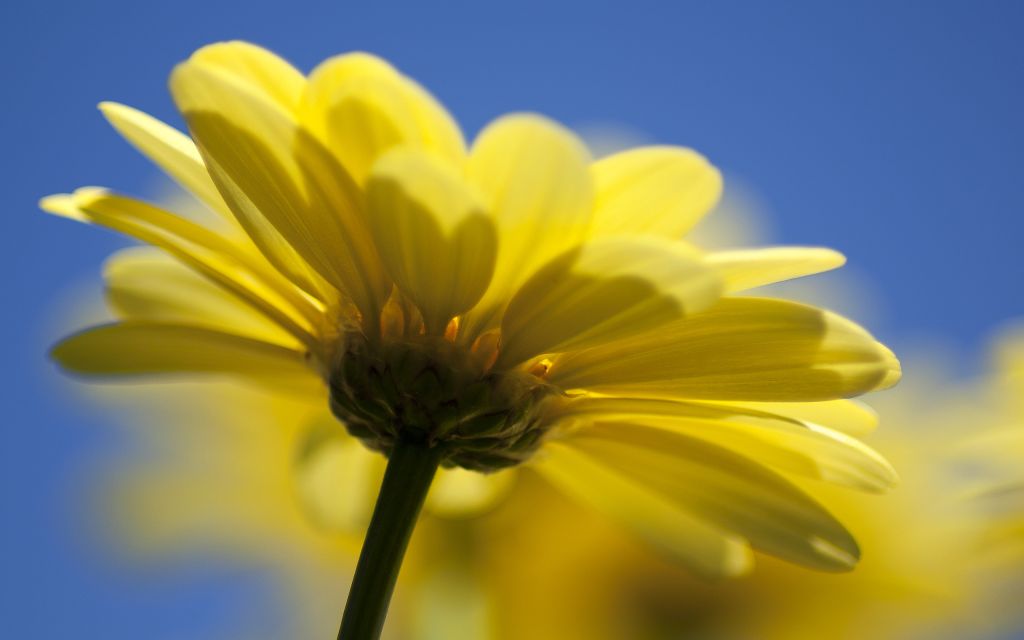 Желтый Цветок, Макро, HD, 2K