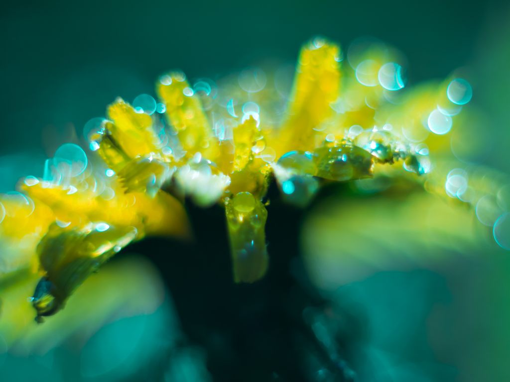 Желтый Цветок, Капли Воды, Макро, HD, 2K